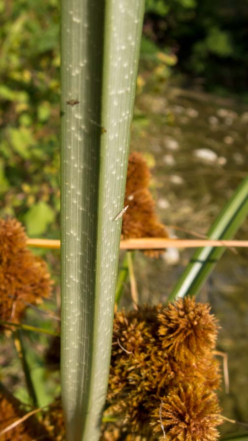 Cyperus glomeratus / Zigolo ferrugineo